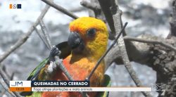 incendios-continuam-devastando-plantacoes-e-atingindo-animais-no-sul-do-maranhao