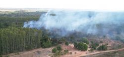 incendios-atingem-plantacoes-de-acai-e-de-graos-no-maranhao