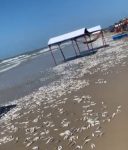 video:-milhares-de-sardinhas-aparecem-mortas-na-faixa-de-areia-da-praia-do-aracagi,-na-grande-sao-luis