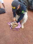 motorista-de-onibus-e-preso-transportando-cocaina-e-maconha-de-sao-paulo-ao-maranhao