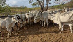 policia-recupera-cerca-de-12-cabecas-de-gado-furtadas-de-propriedade-rural-no-interior-do-ma