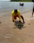 tartaruga-marinha-e-resgatada-em-praia-de-barreirinhas,-no-ma