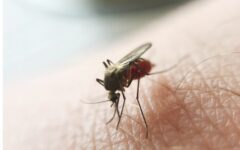 caxias-registra-1o-caso-de-malaria-em-2025;-paciente-contraiu-doenca-na-guiana-inglesa